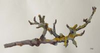 Twig Study