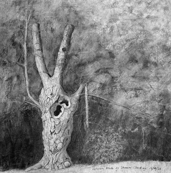 charcoal sketch of veteran pollard native black poplar