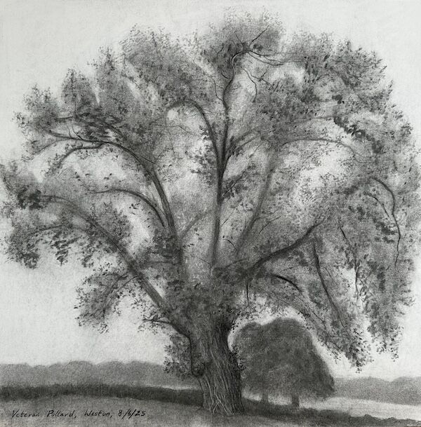 charcoal sketch of veteran black poplar in June