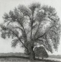 charcoal sketch of veteran black poplar in June