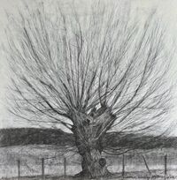 outdoor sketch of veteran native black poplar