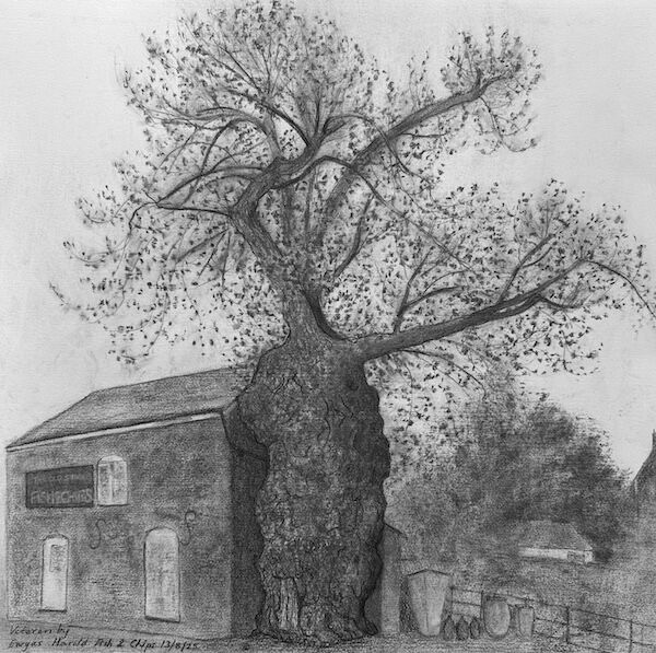 charcoal sketch of veteran black poplar by fish & chip shop