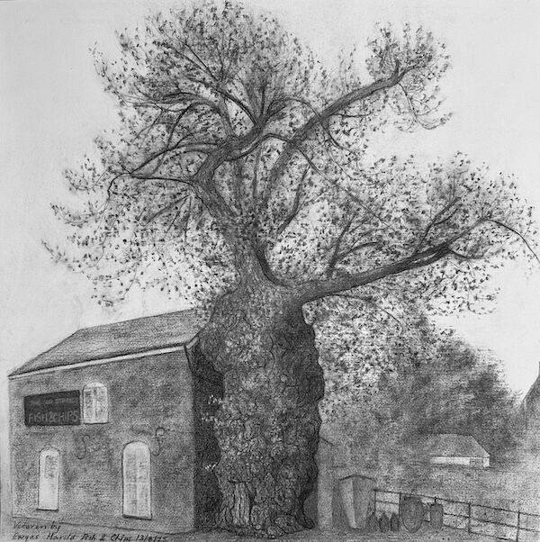 charcoal sketch of veteran black poplar by fish & chip shop
