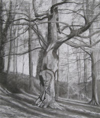 charcoal sketch chestnut tree