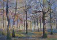 Wellington Wood - Winter Sun