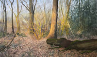 Late Afternoon Light winter light through mature native woodland