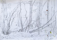 Hazel, wood anemones outdoor sketch woodland
