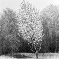 charcoal sketch of young female native black poplar