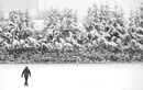 A Walk in the Snow