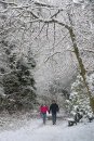 A Walk in the Snow