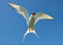 Agressive Arctic Tern