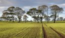 Autumn Field