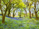 Bluebell Woods