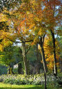 Cottage in the woods