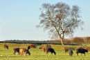Cows may safely graze
