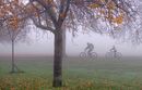 Cycling through the Mist
