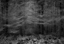 Deep in the Forest