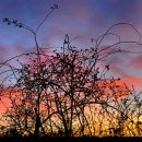 Dog Rose Sunse