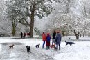 Dog Walking, Valley Gardens