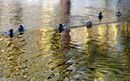 Ducks in a Row