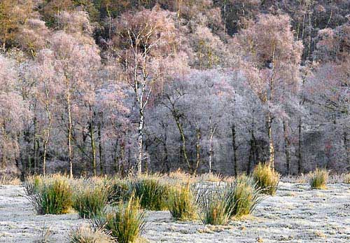 Frosty Morning