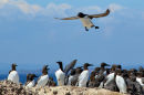 Guillemot returning with fish