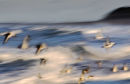 Gulls