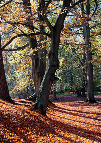 Hookstone woods in Autumn