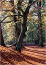 Hookstone woods in Autumn