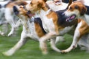 Hounds