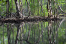 Mangroves in thr Parque Nacional los Haitises