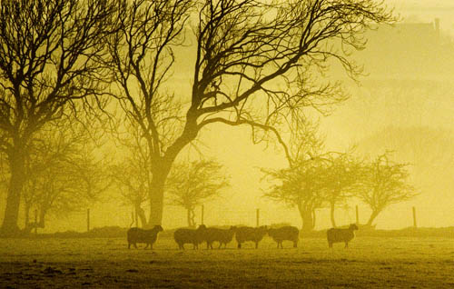 Misty Sheeep
