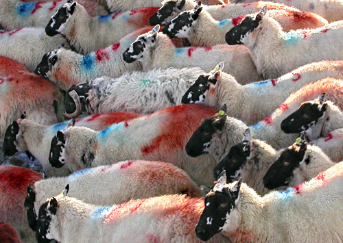 Nidderdale sheep (& one ram)