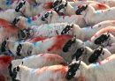 Nidderdale sheep (& one ram)