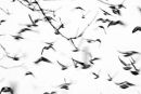 Pigeons
