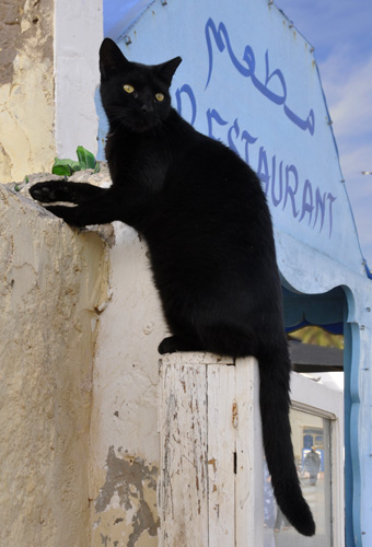 Restaurant CAT