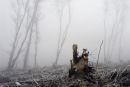 Stump trees mist