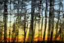 Sunset through the trees