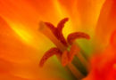 Flowers and my ARPS Panel