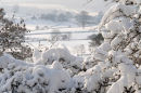 View through the Hedge