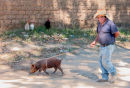 Walking the Pig