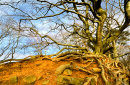 Winter Tree