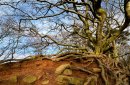 Winter Tree