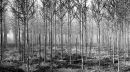 Winter Wood