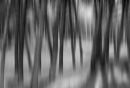 Woods