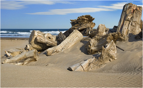Beach Debris