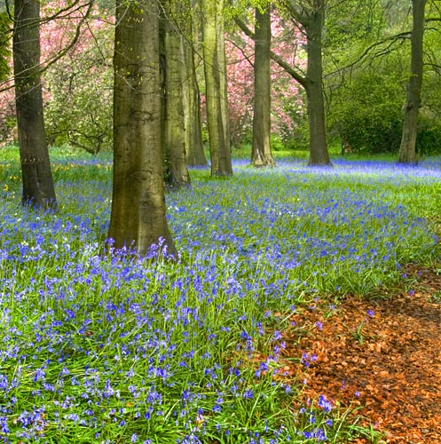 Bluebells