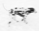Dalmation in the snow