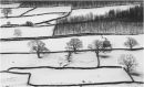 Field Patterns