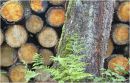 Forest textures